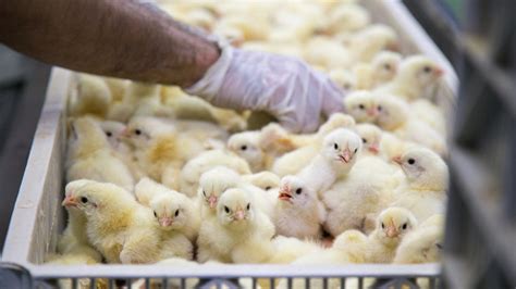 Photo Libre De Droit De Poulet De Chéri Sur Le Plateau Affaires De