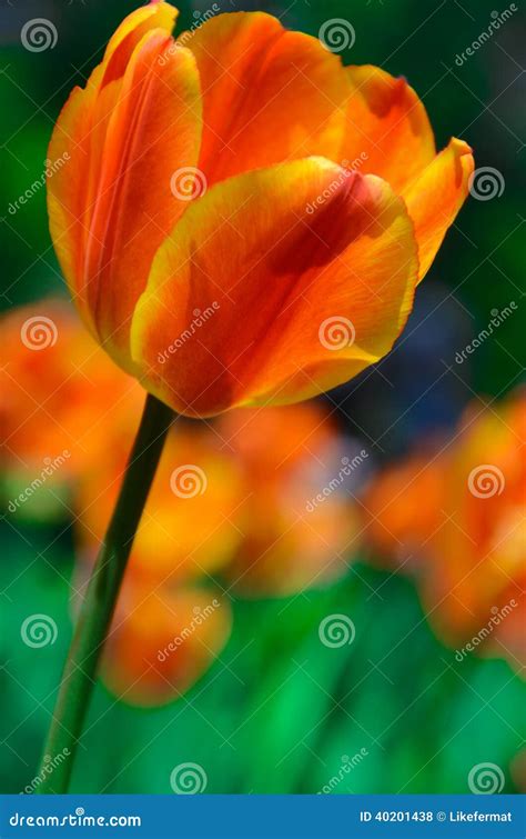 Orange And Yellow Tulip Stock Photo Image Of Pretty