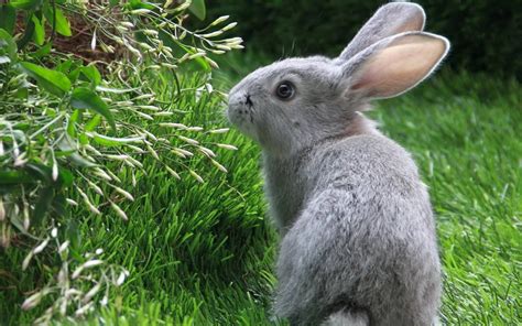 Forest Rabbit 07908 - Baltana