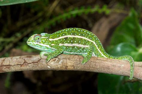 The 10 Most Colorful Chameleons