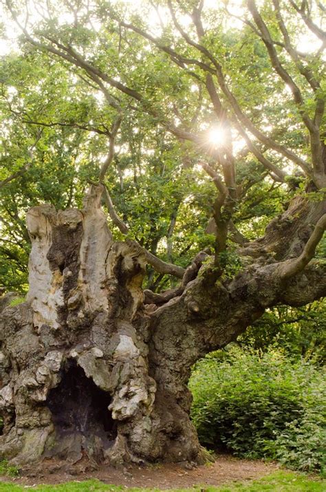 ancient trees kate innes writer