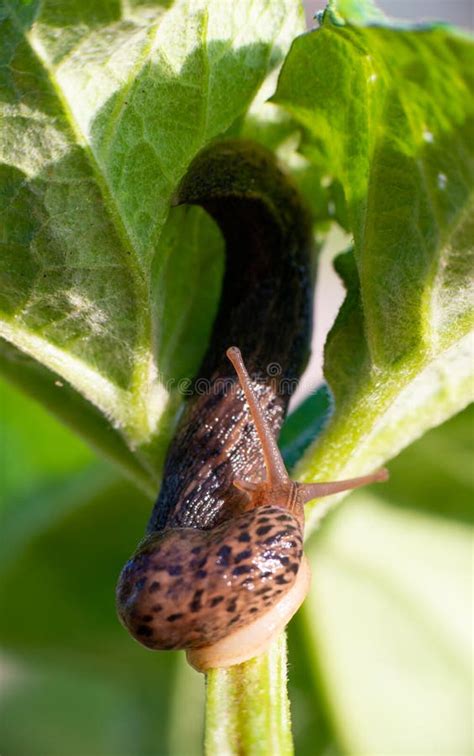 Snail without Shell. Leopard Slug Limax Maximus, Family Limacidae ...