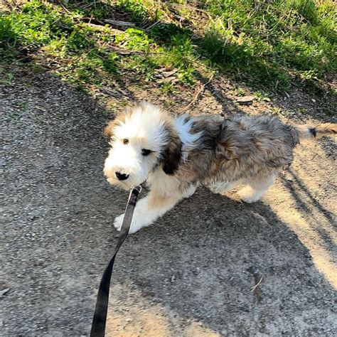 Types of Sheepadoodle Coat Colors! With Pictures!