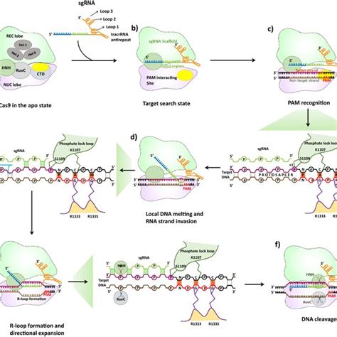 Schematic Representation Of Cas9 Mediated Target Recognition And Download Scientific Diagram