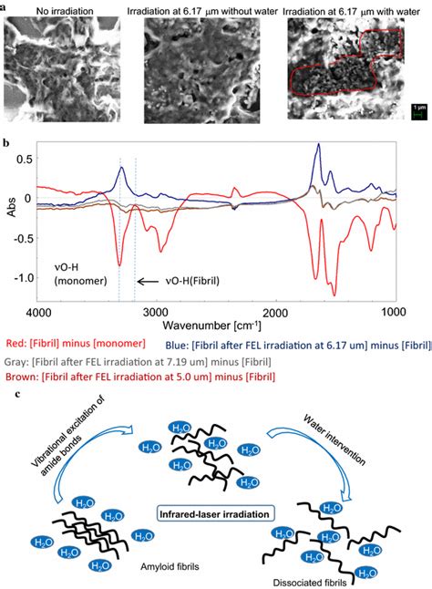 Possible Mechanism Of Dissociation Of A Fibrils A Sem Images A