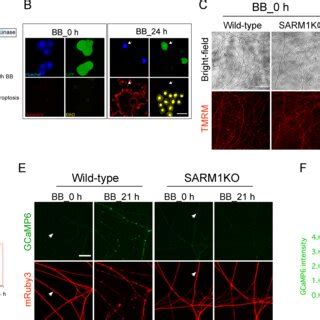 Axonal Necroptosis Triggers Local Axon Degeneration A Schematic