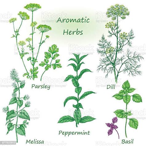 Hand Drawn Aromatic Herbs Set Stock Illustration Download Image Now