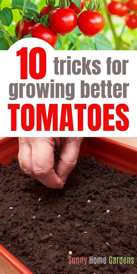 Best tomato growing tips and secrets to better tomatoes – Artofit