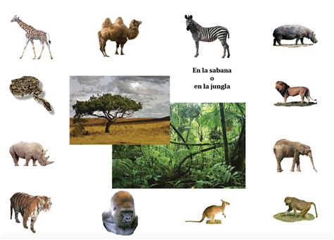 Los animales de la sabana y la jungla, los animales del bosque y los animales de la granja ...