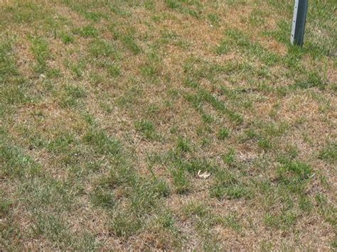 Brown Grass in the Summer or Brown Grass in the Winter? | The Zoysia Farm Nurseries Blog