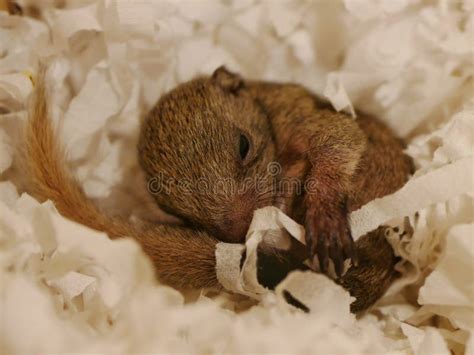 Baby Squirrel stock image. Image of baby, squirrel, sleeping - 106812605