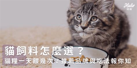 貓飼料怎麼選？貓糧一天餵幾次？推薦品牌與吃法報你知