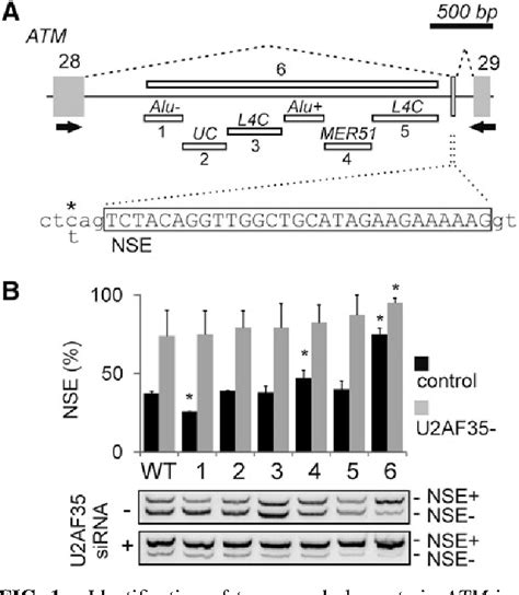 Figure 1 From Antisense Oligonucleotides Modulating Activation Of A