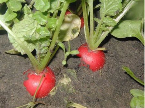 Купить Рудольф 500 г Bejo Редис Редька Дайкон Насіння (Редис Редька ...