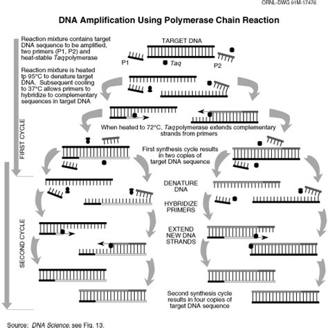 PCR (in vitro DNA amplification)