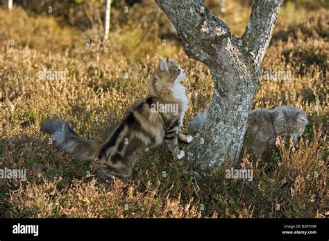 Two Cats In The Heath Stock Photo Alamy