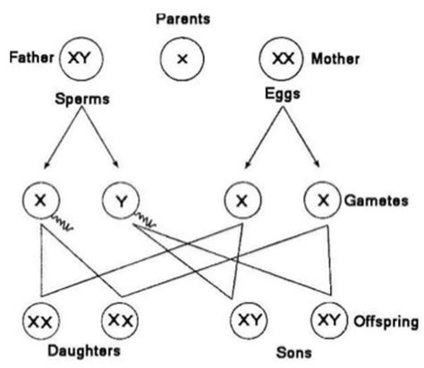 Sex Determination In Humans Study Page