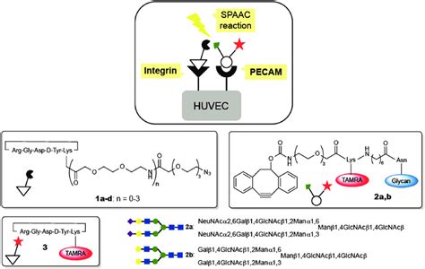 Structures Of The Functionalized Peptide And N Glycan Ligands And The