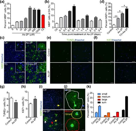 Fig Ure As P Promotes Ol Differentiation And Maturation A