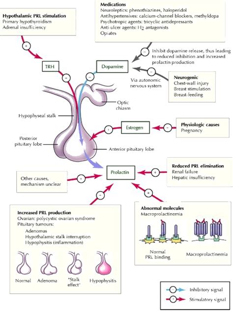 Why There Is Direct Inhibitory Control Of Prolactin By Hypothalamus