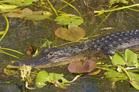 American Alligator in the Swamp 5587672 Stock Photo at Vecteezy