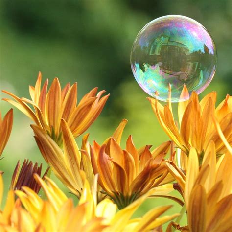 Bubble With Flowers Bubbles Photography Bubbles Water Droplets