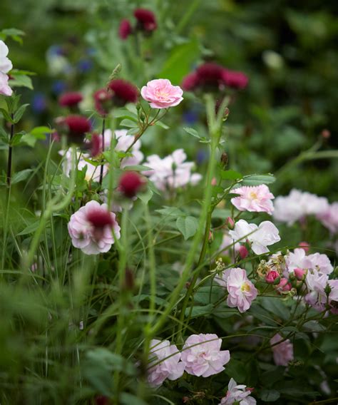 Designing a rose garden: for naturalistic and formal schemes | Homes & Gardens