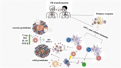 The Curcumin Effects On Immune Response And Its Potential Properties