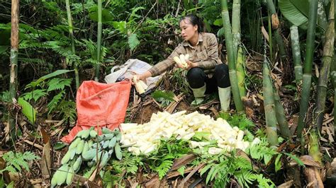 Full Video Harvest Bamboo Shoots And Melons To Sell Welcoming My