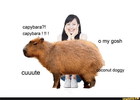 Capybara Meme Hd Ifunny