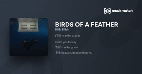 Billie Eilish Birds Of A Feather Tradução - Billie Eilish - BIRDS OF A FEATHER tradução em Portugues | Musixmatch