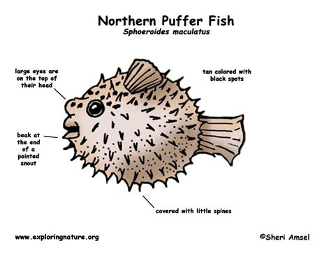 Puffer Fish Northern