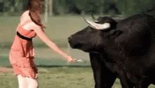 Awesome Animals Buffalos GIF - AwesomeAnimals Buffalos - Discover & Share GIFs