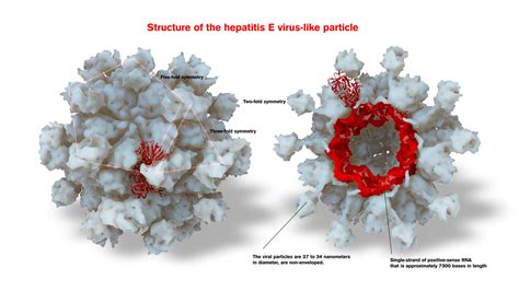 Hepatitis A, B, C, D aur E Se Jude Kuch Mukhaya Tathaya