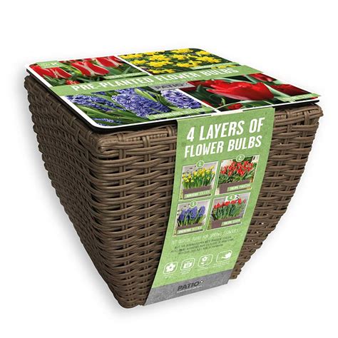 Pre Planted Flower Bulbs In A Rattan Planter Bright Shades