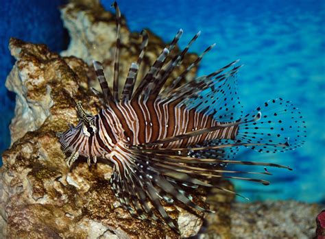 Lionfish Sting