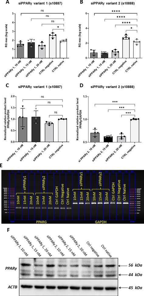 Sex Hormone Binding Globulin Shbg Modulates Mitochondrial Dynamics In