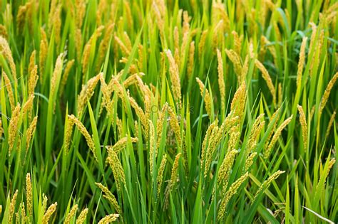 Kanin Ng Palay Sa Taglagas Larawannumero Ng Larawanformat Ng Larawan