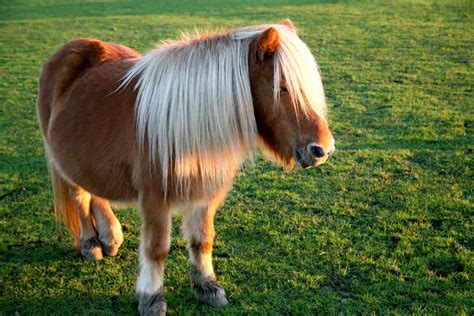 9 Facts About The Shetland Pony You Might Not Know