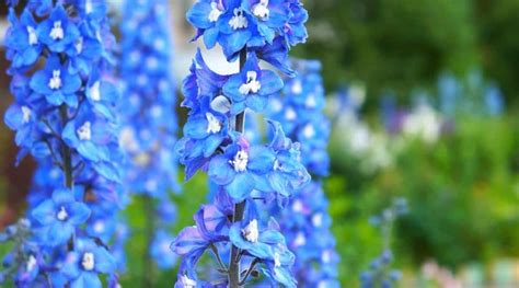 Of The Best Delphinium Cultivars For Your Flower Beds Off