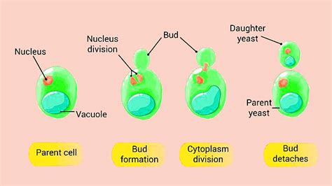 Important Diagrams: Reproduction In Organisms (Old NCERT) - Crash ...