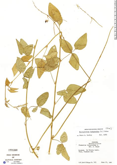 Macroptilium Lathyroides Rapid Reference The Field Museum