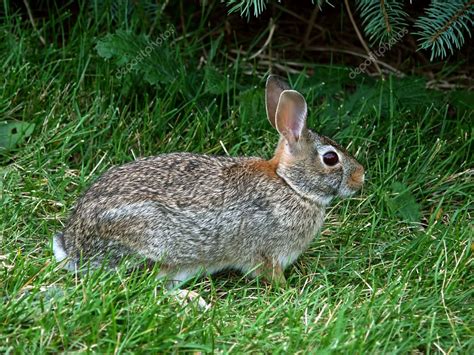 Eastern Cottontail Rabbit Sylvilagus Floridanus — Stock Photo