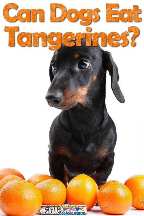 Can Dogs Eat Tangerines Know All The Necessary 101 Here