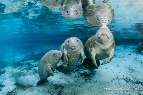 Carol Grant: Manatees–Sirens of Crystal River :: Wetpixel.com