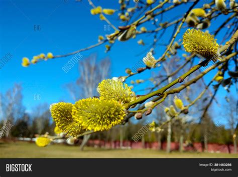 Close Yellow Pussy Image Photo Free Trial Bigstock
