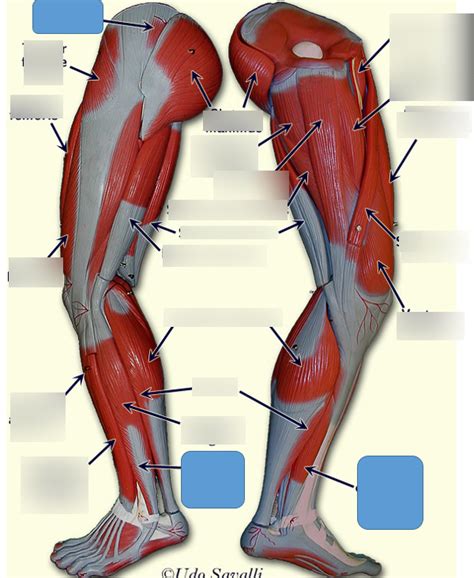 Muscle Diagram Quizlet