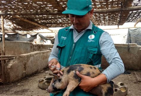 MINAGRI MINAGRI vacuna más de 27 mil cerdos contra peste porcina