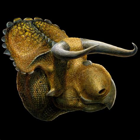 Nasutoceratops Fossil Wiki Fandom