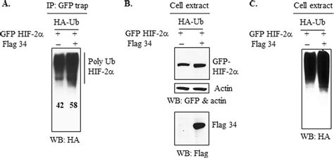 Orf34 Promotes Ubiquitination Of Hif 2 A Hek293 Cells Were